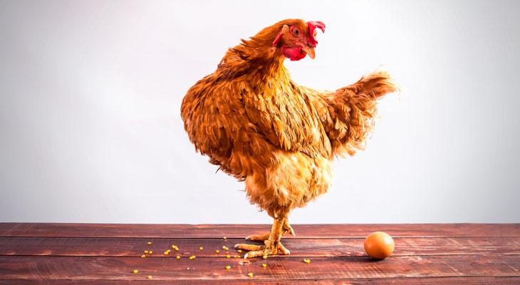 La física cuántica ya sabe qué fue primero: si el huevo o la gallina-0