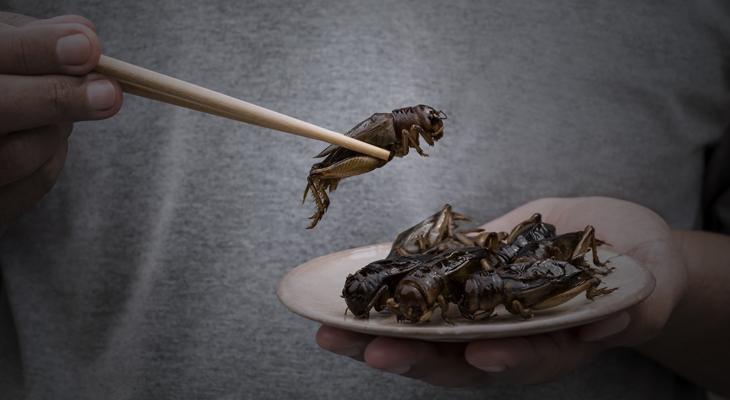 Comer insectos: de un manjar ancestral a un alimento del futuro-0