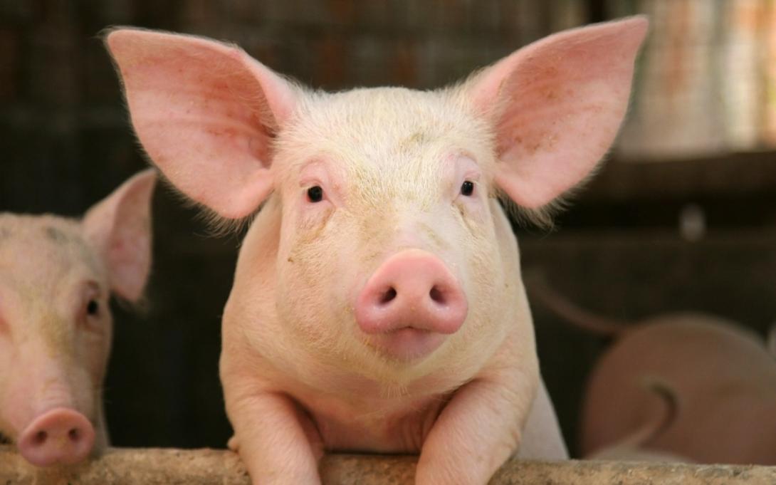 Histórico: funcionó el trasplante de un riñón de cerdo a un humano-0