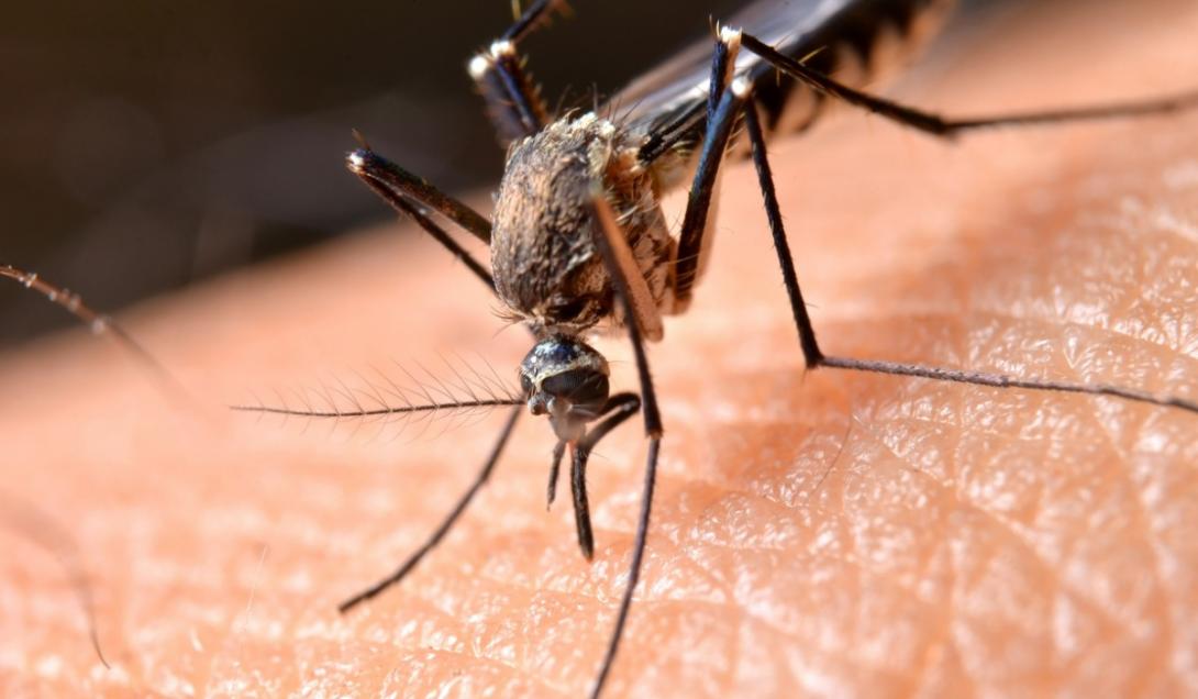 Descubren por qué los mosquitos atacan solo a algunas personas-0