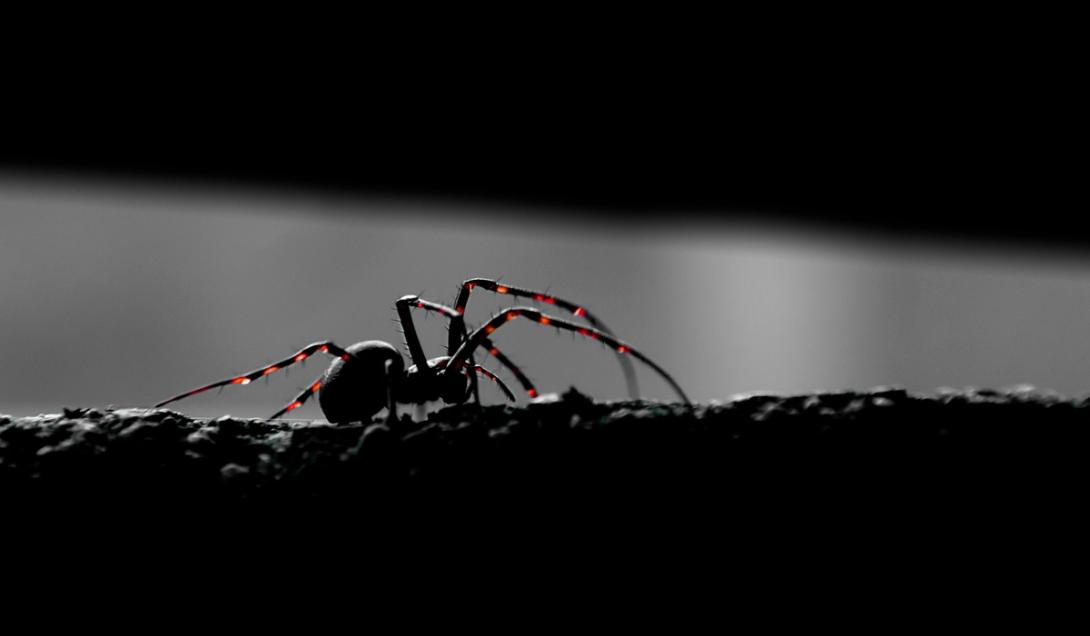 Ciencia espeluznante: convierten arañas muertas en poderosos 'necrobots'-0