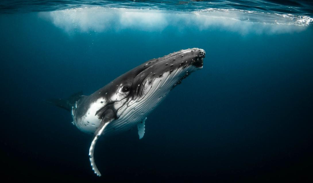 Afirman que las ballenas usan señales similares al código Morse-0