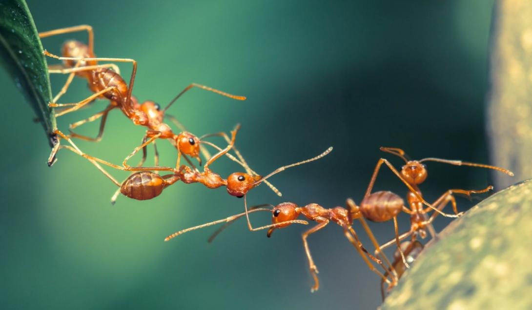 Calcularon cuántas hormigas hay en el planeta y el número es tan grande que resulta “inimaginable”-0