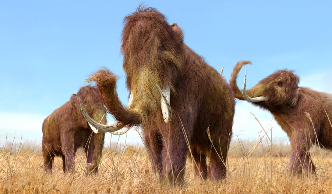 El mamut lanudo podría volver a la Tierra dentro de 4 años-0