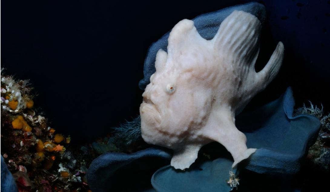 Descubren cientos de extrañas criaturas en el fondo oceánico-0