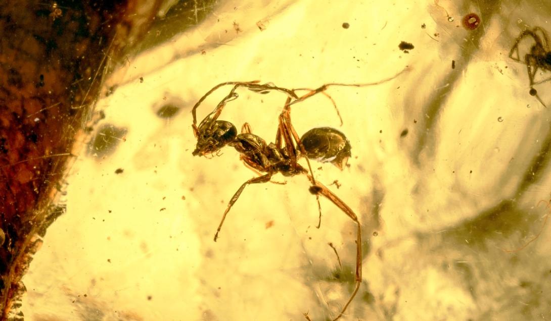 Al mejor estilo Jurassic Park: descubren una hormiga guerrera de 35 millones de años-0