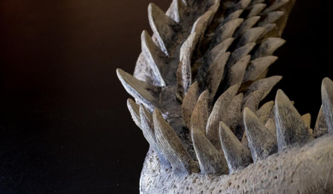 Descubren el fósil de un gigantesco tiburón prehistórico-0