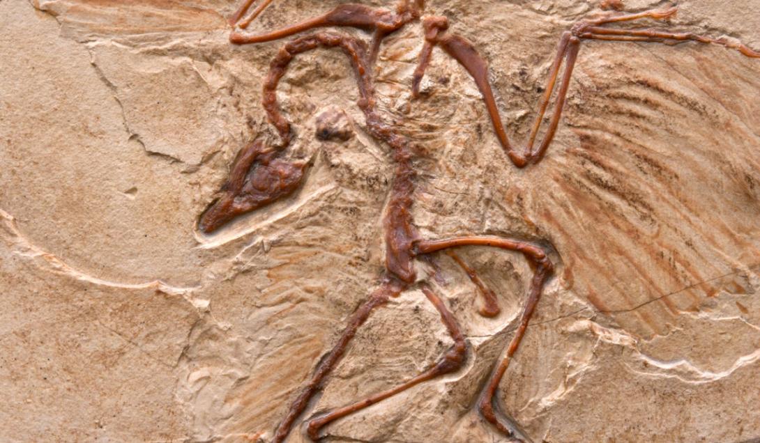 Asombroso descubrimiento de un fósil con cráneo de dinosaurio y cuerpo de ave -0