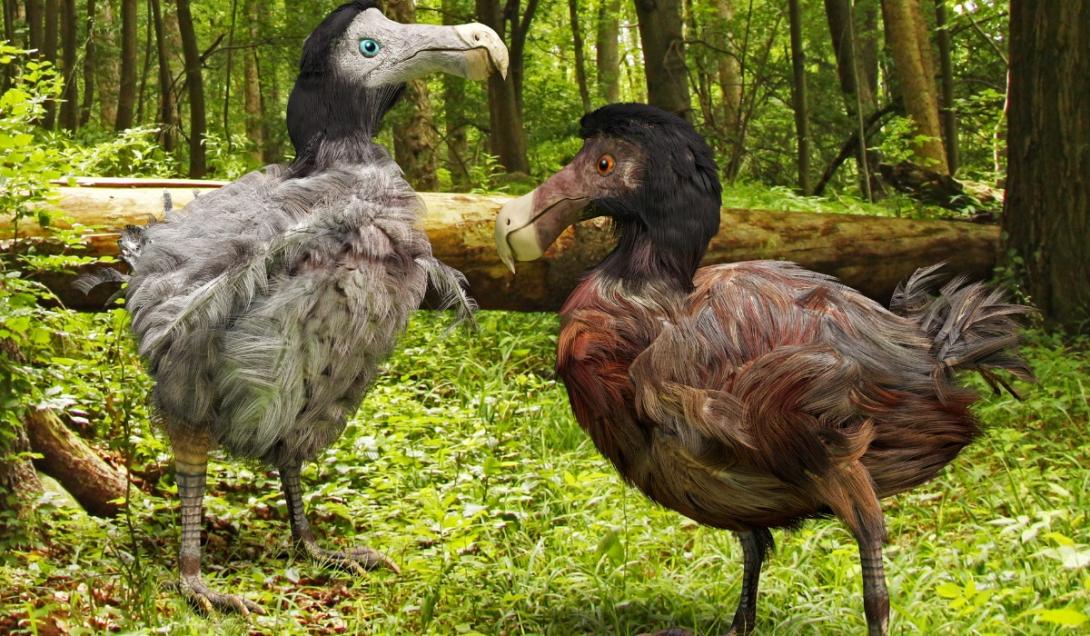Científicos de EE. UU. inician el proyecto para resucitar al extinto pájaro dodo en solo 6 años.-0