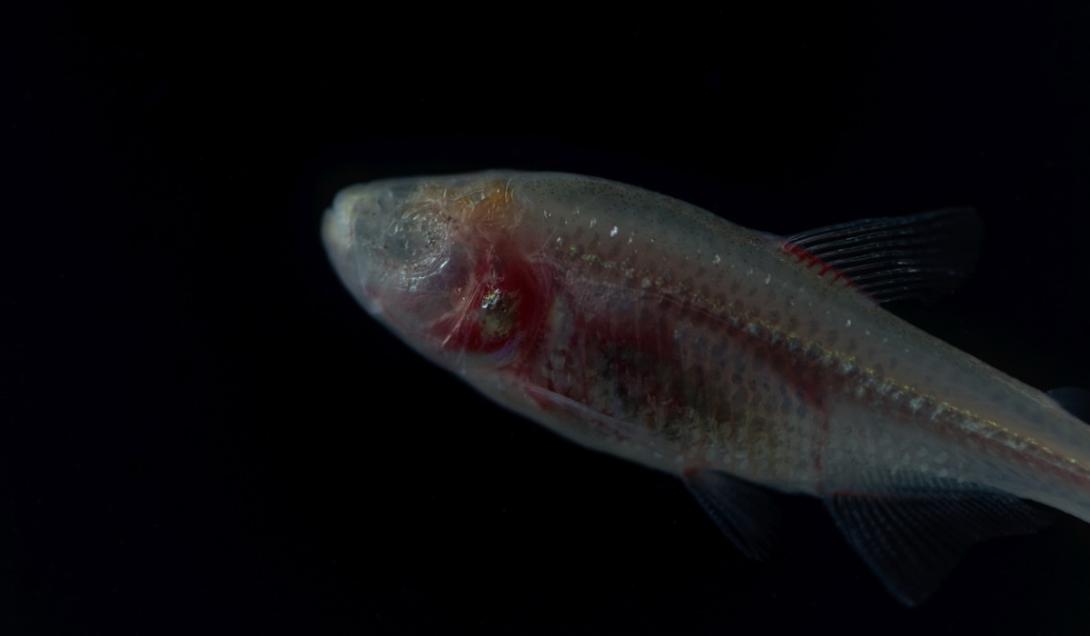 Descubren un pez que evolucionó en la oscuridad absoluta-0