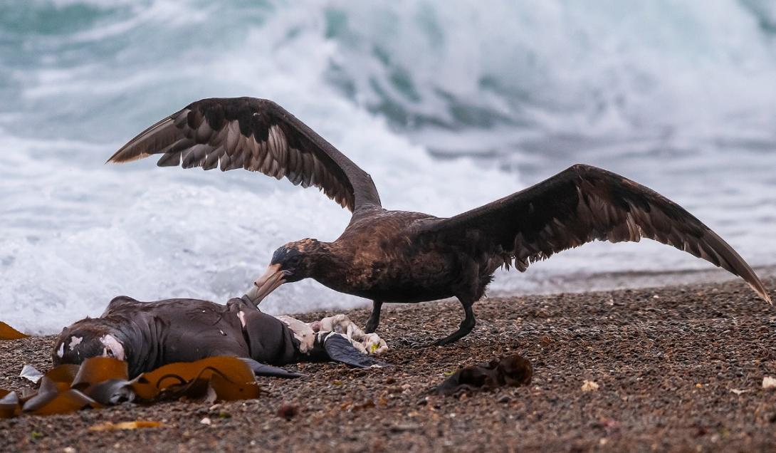 Descubren los restos fósiles de un ave gigante que devoraba focas-0