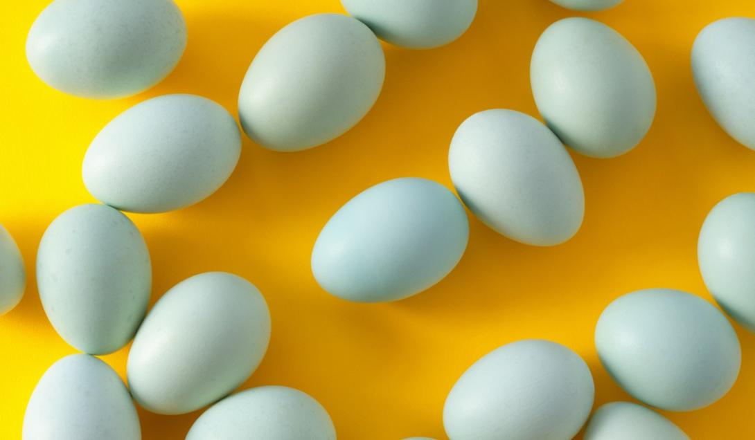 La sorprendente gallina que pone huevos azules-0