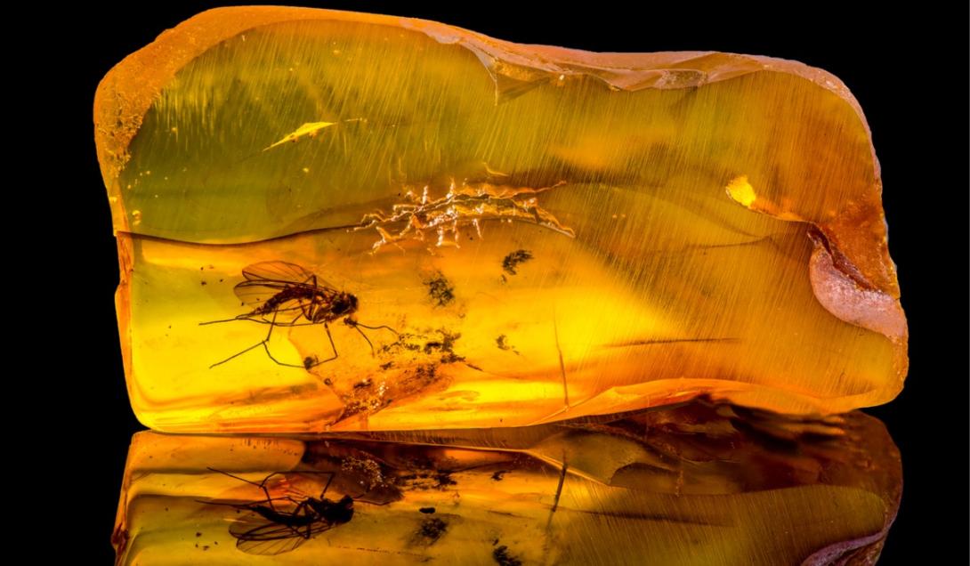 Encuentran un insecto de 34 millones de años atrapado en una pieza de ámbar-0