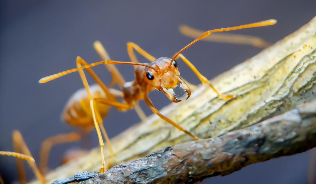 Hormigas que escupen ácido invaden una ciudad de Australia-0
