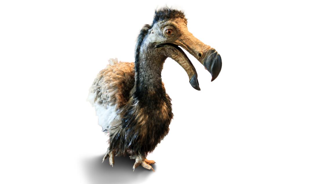 Este es el plan para regresar a la vida al extinto pájaro dodo-0