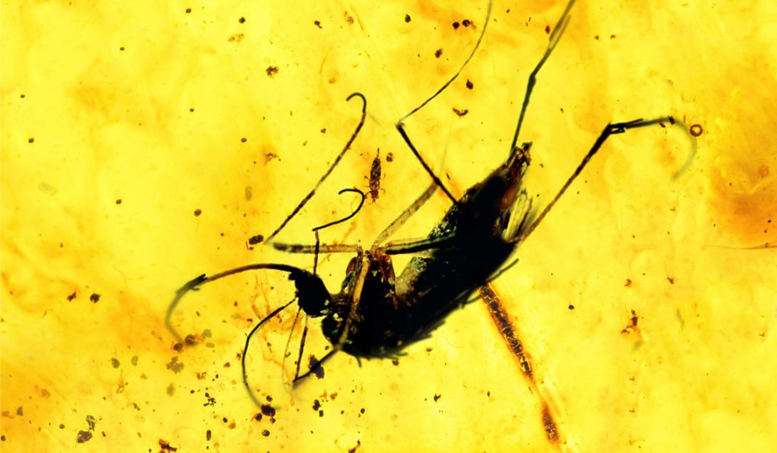 Dos mosquitos preservados en ámbar revelan que los machos chupaban sangre-0