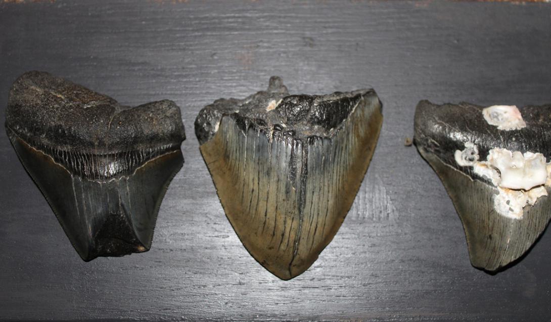 Encuentran por primera vez un diente de megalodón incrustado en el fondo marino-0