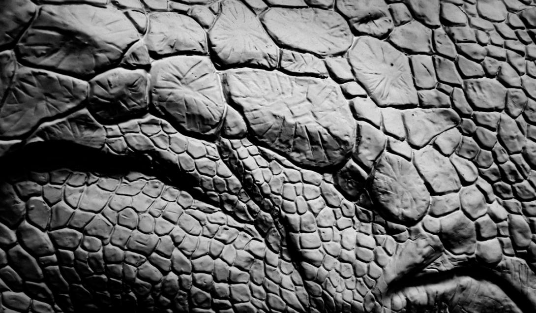 Descubren piel fosilizada de un animal anterior a los dinosaurios-0